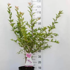 Prunus I. ‘Cunera’