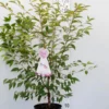 Prunus ‘Okame’ – Sierkers -Huisdecoratie Winkel SP ST C75 Prunus Okame scaled 1