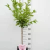 Prunus Nipponica ‘Brillant’ – Sierkers -Huisdecoratie Winkel SP ST50 Prunus n. Brillant scaled 1