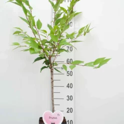 Prunus Nipponica ‘Ruby’ – Sierkers