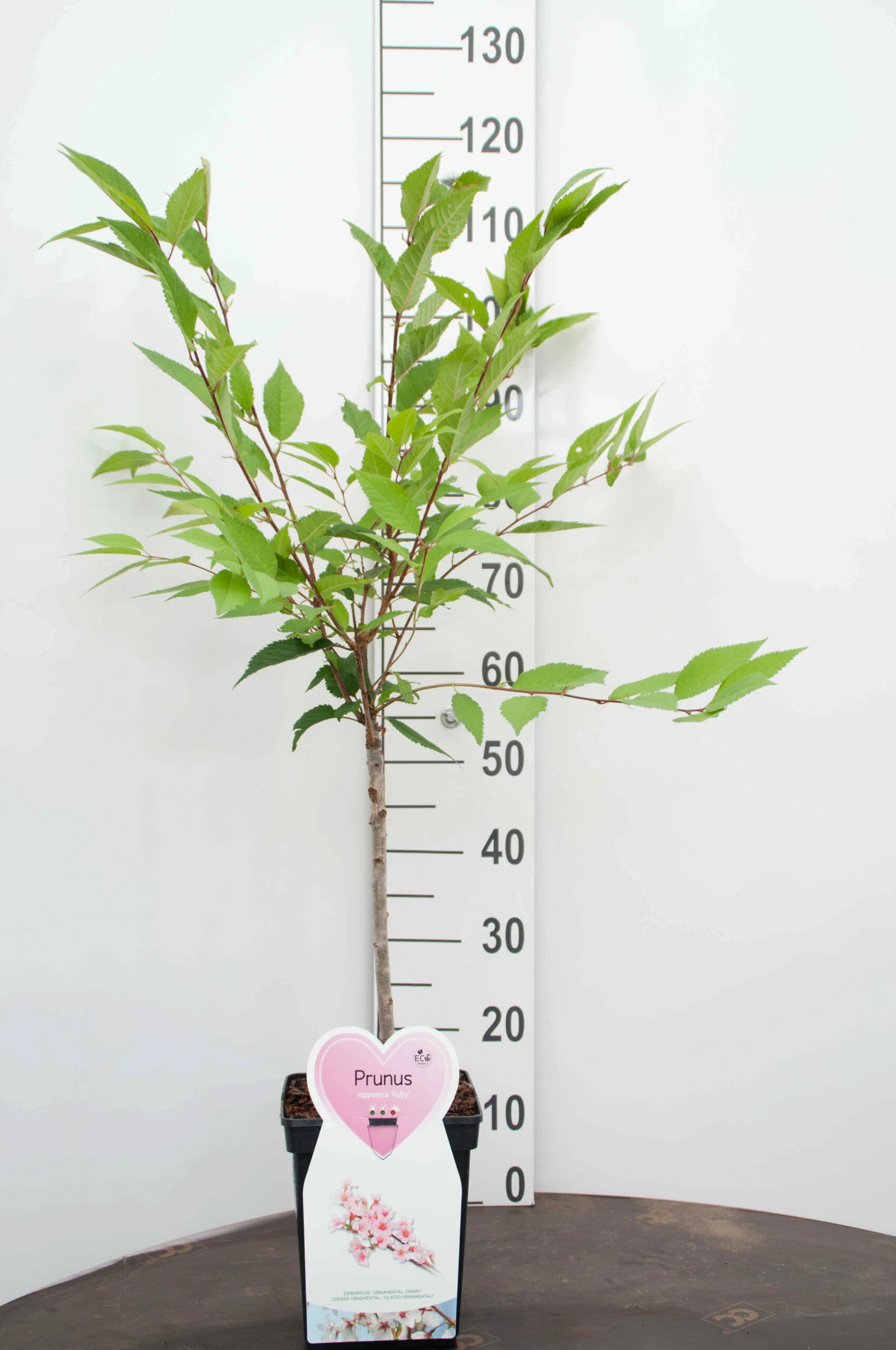 Prunus Nipponica ‘Ruby’ – Sierkers 3 Prunus Nipponica ‘Ruby’ – Sierkers