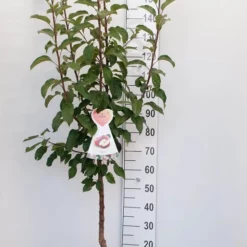 Malus ‘Appletini’