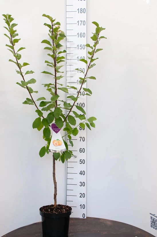 Prunus Domestica ‘Reine Claude Verte’ 4 Prunus Domestica ‘Reine Claude Verte’ - Afbeelding 2