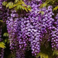 Wisteria Floribunda ‘Black Dragon’