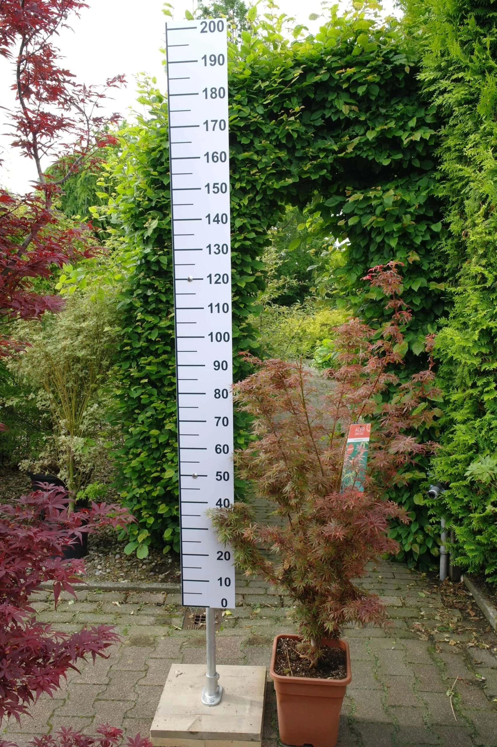 Acer Palmatum ‘Jerre Schwartz’ 3 Acer Palmatum ‘Jerre Schwartz’