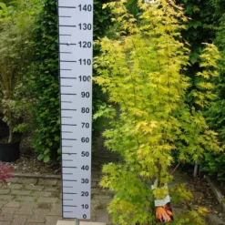 Acer Palmatum ‘Orange Dream’