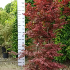 Acer Palmatum ‘Skeeters Broom’