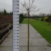 Acer ‘Ample Surprice’ Op Stam -Huisdecoratie Winkel acer ample surprice 150 scaled 1
