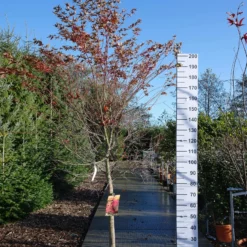 Acer Palmatum Beni-maiko 7 Acer Palmatum Beni-maiko -Huisdecoratie Winkel acer beni maiko stam 80 cm E749 200 225 cm scaled 1