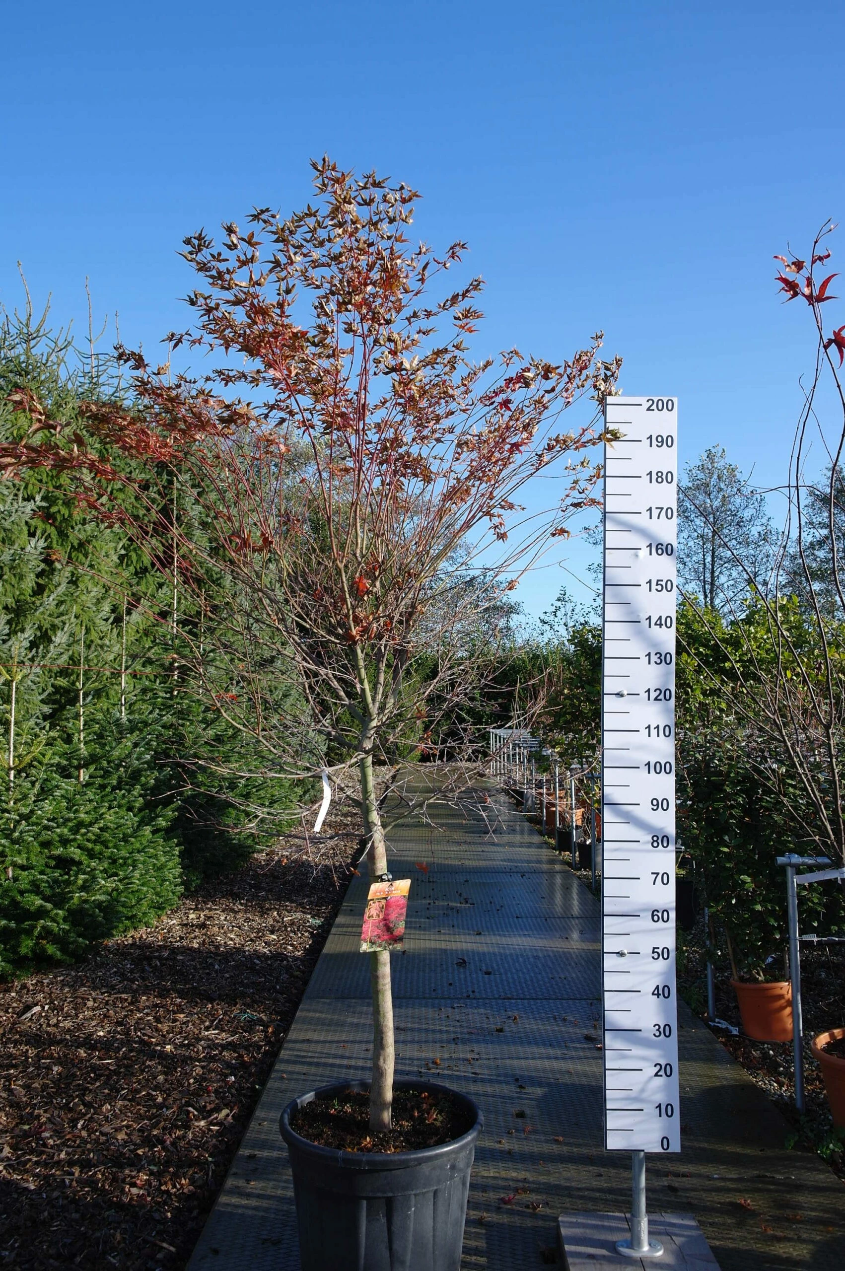 Acer Palmatum Beni-maiko 5 Acer Palmatum Beni-maiko - Afbeelding 3
