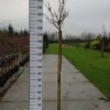 Acer Pseudoplatanus ‘Brilliantissimum’ -Huisdecoratie Winkel acer brilliantissimum 150 scaled 1