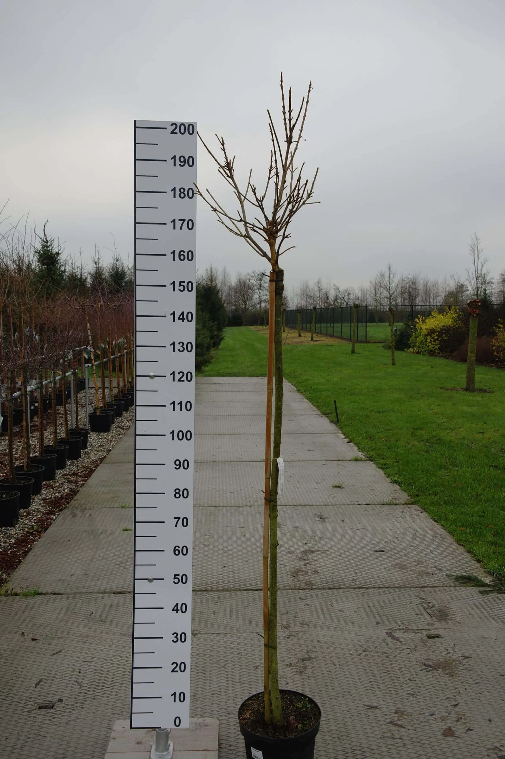 Acer Pseudoplatanus ‘Brilliantissimum’ 3 Acer Pseudoplatanus ‘Brilliantissimum’