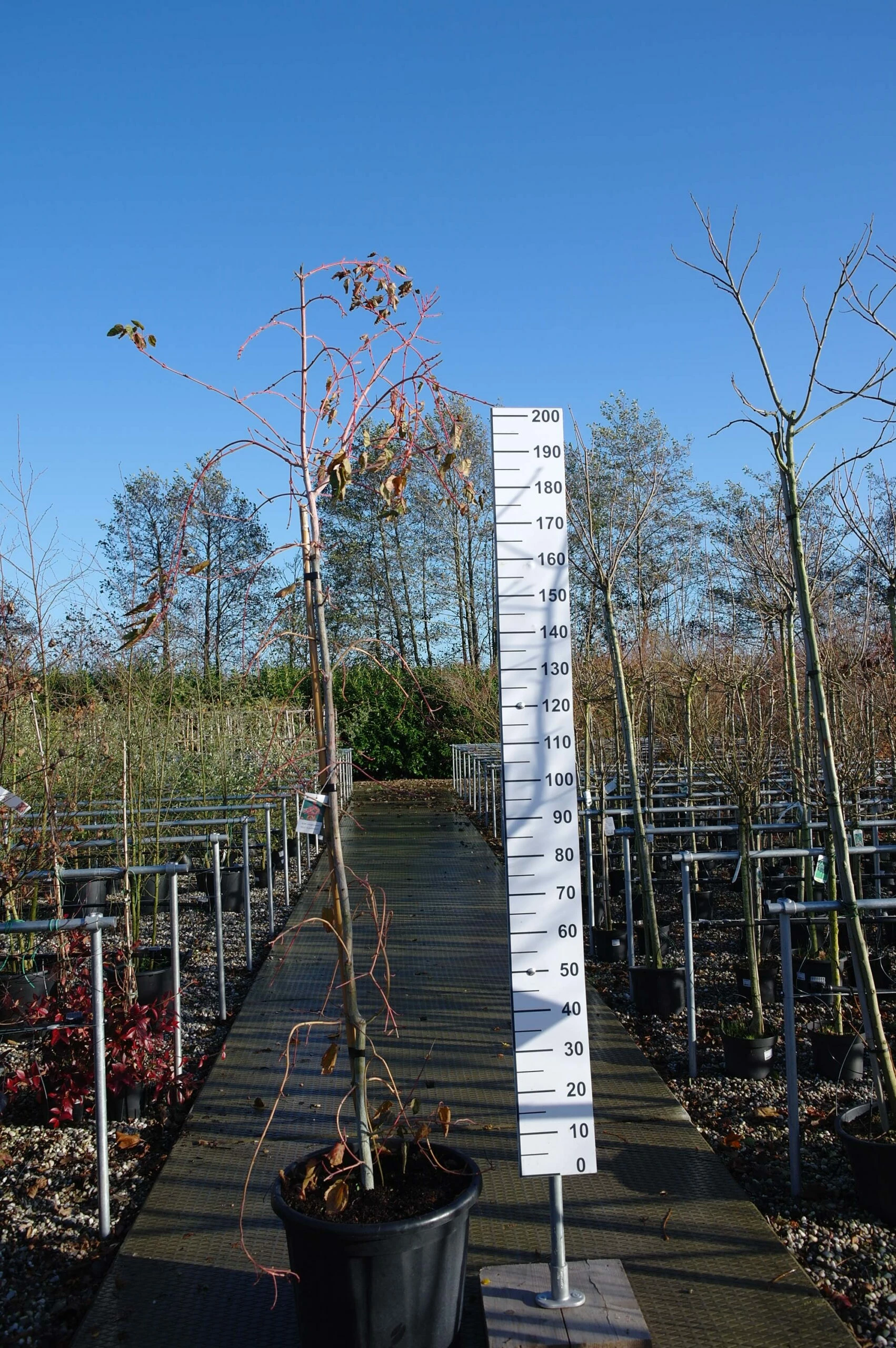 Acer Conspicuum ‘Red Flamingo’ 3 Acer Conspicuum ‘Red Flamingo’