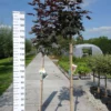 Acer Platanoides Crimson Sentry -Huisdecoratie Winkel acer crimson sentry scaled 1