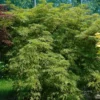 Acer Palmatum ‘Dissectum Viridis’