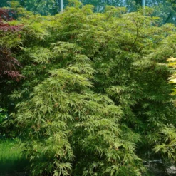 Acer Palmatum ‘Dissectum Viridis’