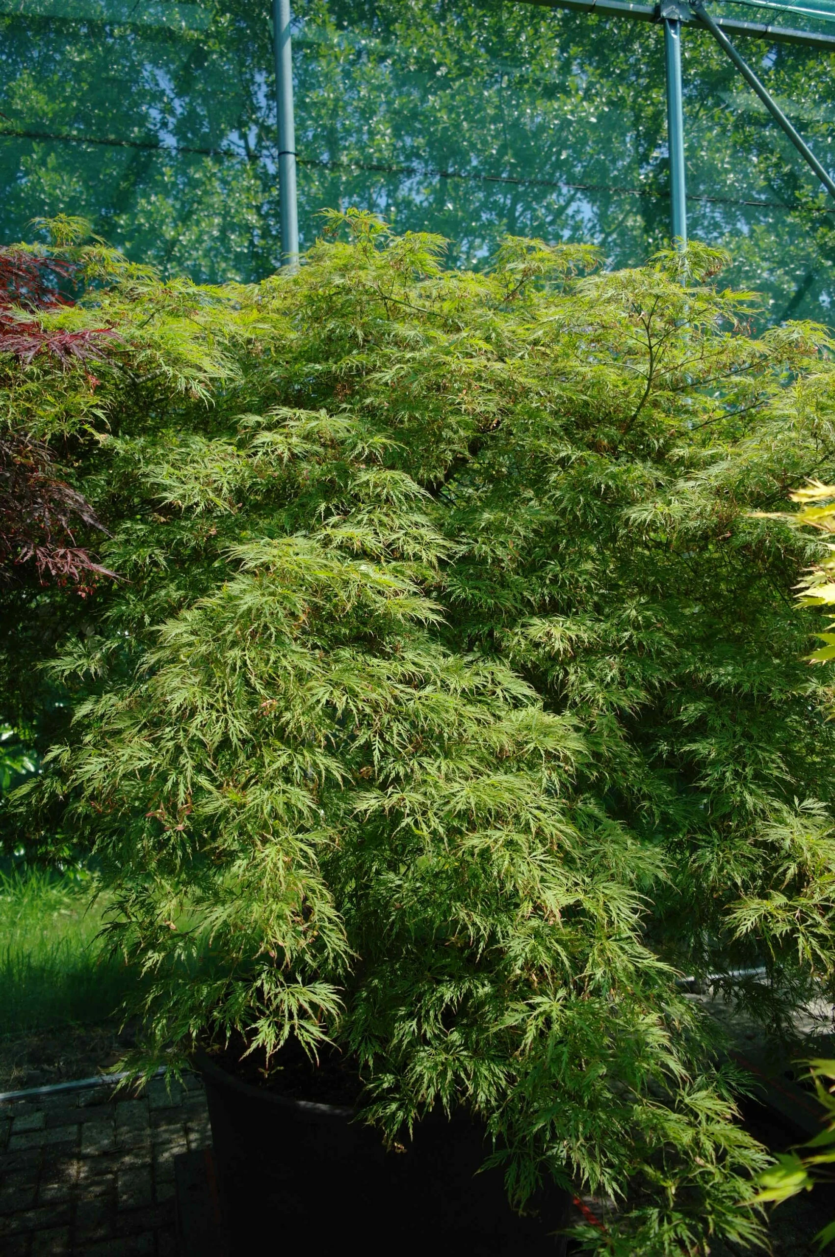 Acer Palmatum ‘Dissectum Viridis’ 3 Acer Palmatum ‘Dissectum Viridis’