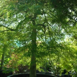 Voorkant -Huisdecoratie Winkel acer dissectum viridis groot stam scaled 1