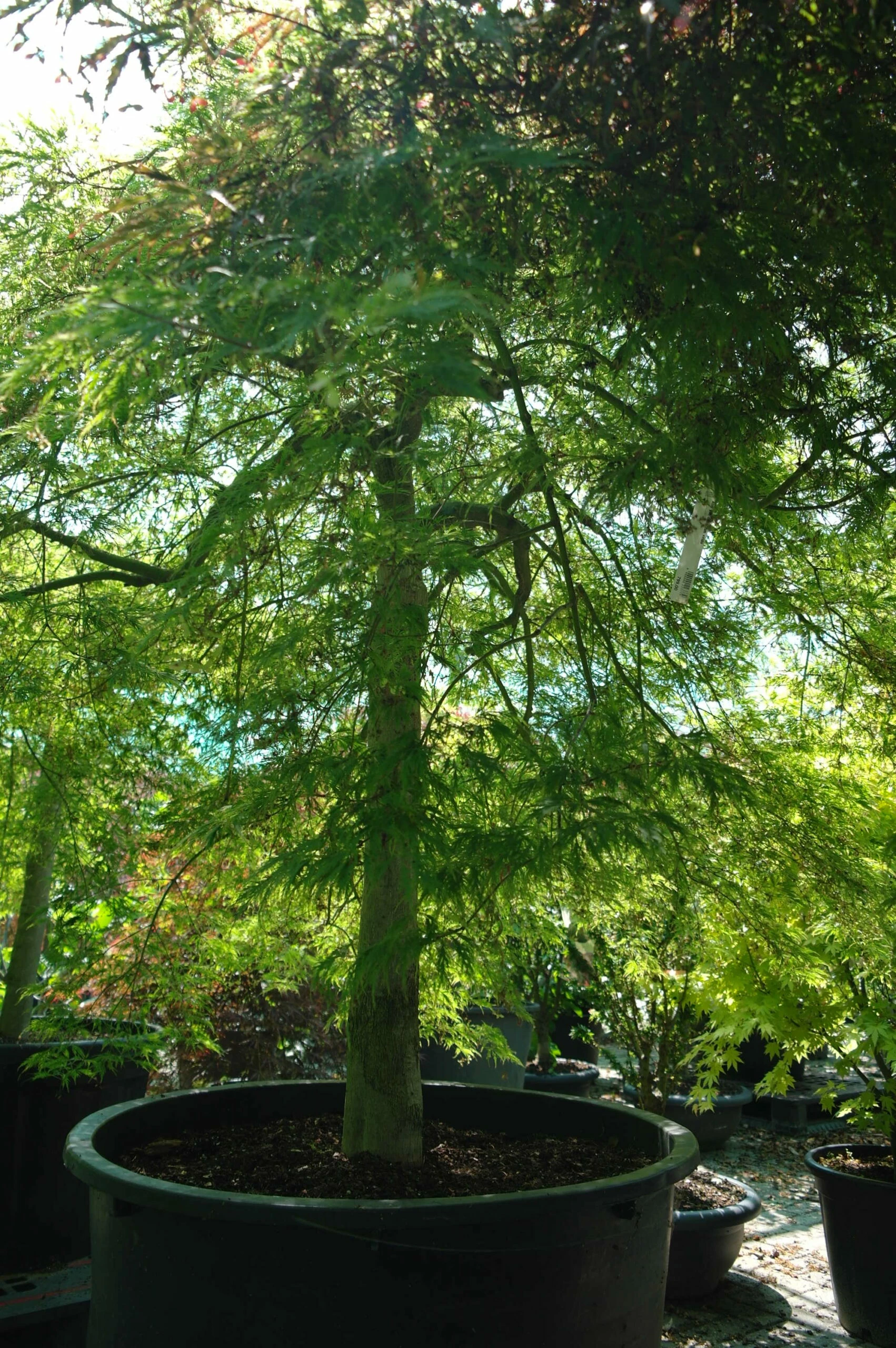 Acer Palmatum ‘Dissectum Viridis’ 4 Acer Palmatum ‘Dissectum Viridis’ - Afbeelding 2