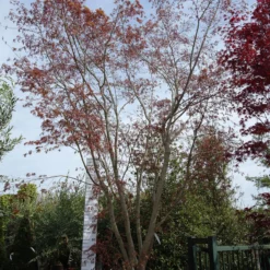 Acer Palmatum ‘Fireglow’
