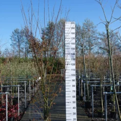 Acer Palmatum ‘Harusame’