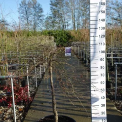 Voorkant -Huisdecoratie Winkel acer inabe shidara stam 80 90 E scaled 1