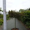 Acer Palmatum ‘Inabe-Shidare’ -Huisdecoratie Winkel acer inabe shidare stam 90 110 50 ltr 219 scaled 1