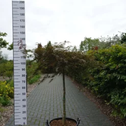 Acer Palmatum ‘Inabe-Shidare’