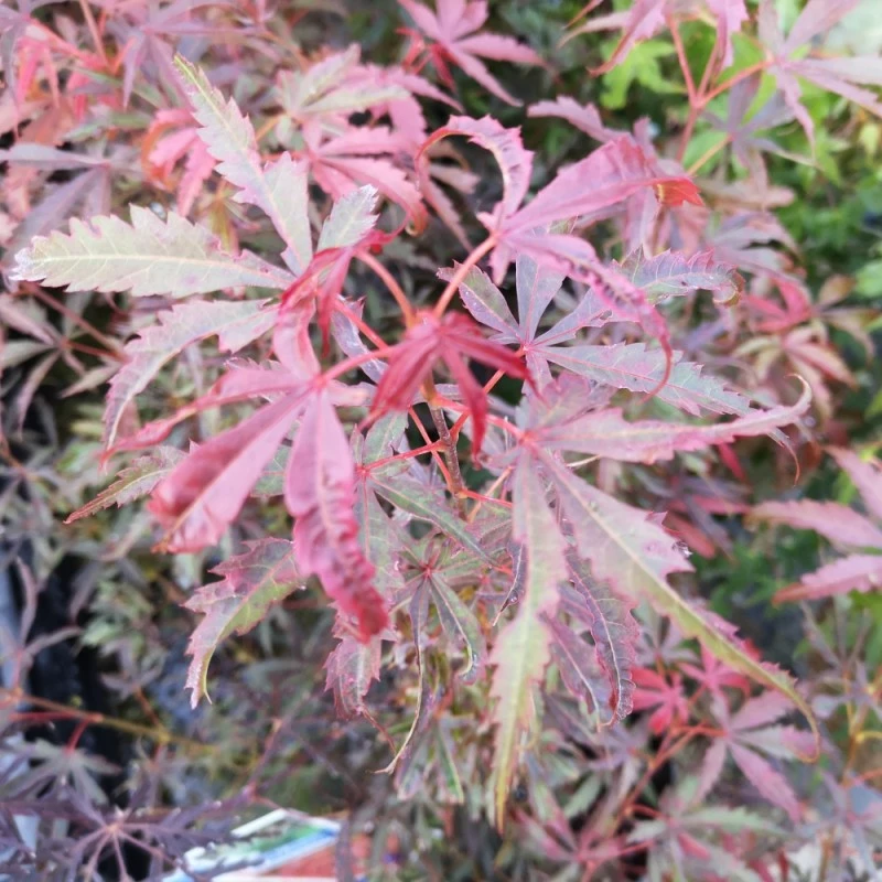Acer Palmatum ‘Jerre Schwartz’ 4 Acer Palmatum ‘Jerre Schwartz’ - Afbeelding 2
