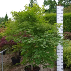 Acer Palmatum ‘Kaba’