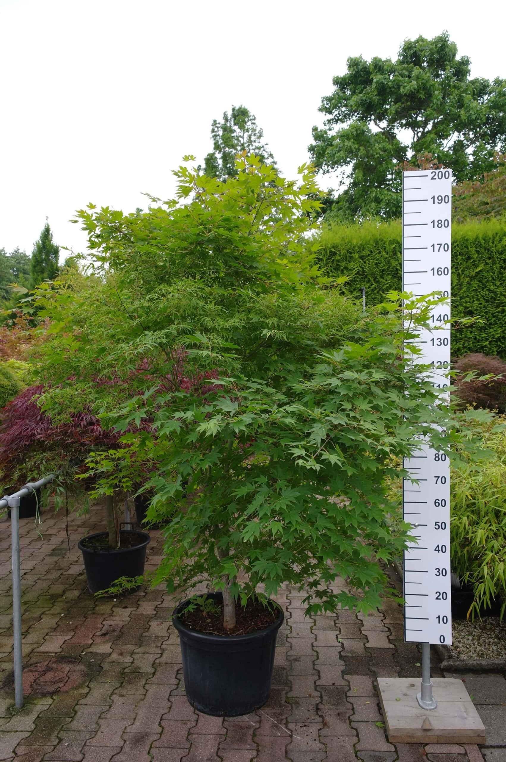 Acer Palmatum ‘Kaba’ 3 Acer Palmatum ‘Kaba’