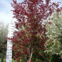 Acer Palmatum ‘Masu-Kagami’