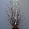 Acer Palmatum ‘Miranium Redo’ 1 Acer Palmatum ‘Miranium Redo’ -Huisdecoratie Winkel acer miranium redo 79.00 scaled 2