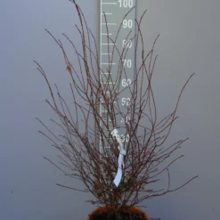 Acer Palmatum ‘Miranium Redo’