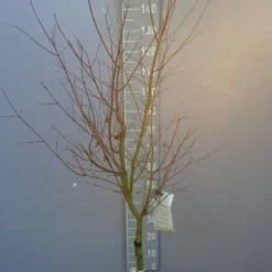 Acer Palmatum ‘Phoenix’ Op Stam