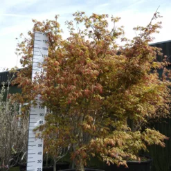 Acer Palmatum ‘Osakazuki’