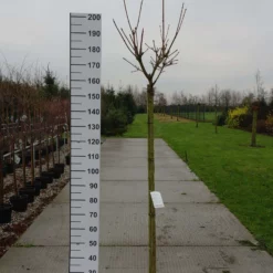 Acer Platanoides ‘Paldiski’