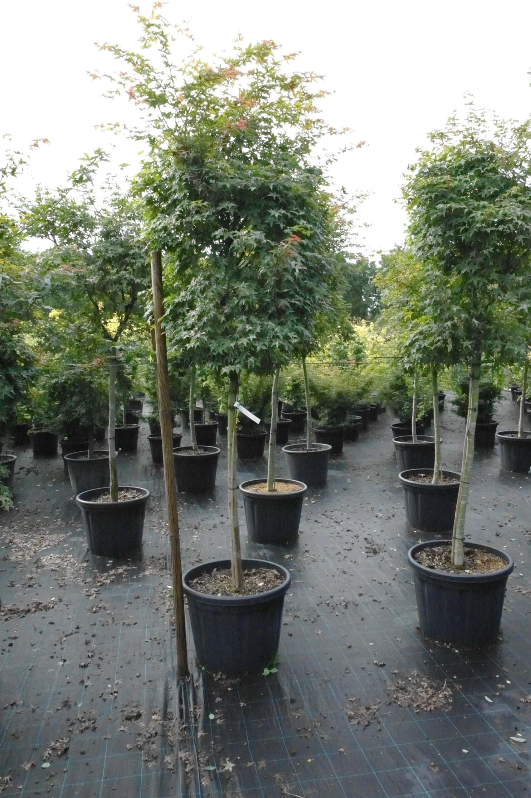 Acer Palmatum Beni-maiko 3 Acer Palmatum Beni-maiko