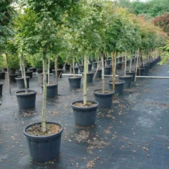 Acer Palmatum Beni-maiko 6 Acer Palmatum Beni-maiko -Huisdecoratie Winkel acer palmatum 2 scaled 1