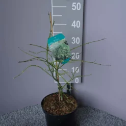 Acer Palmatum ‘Dissectum’