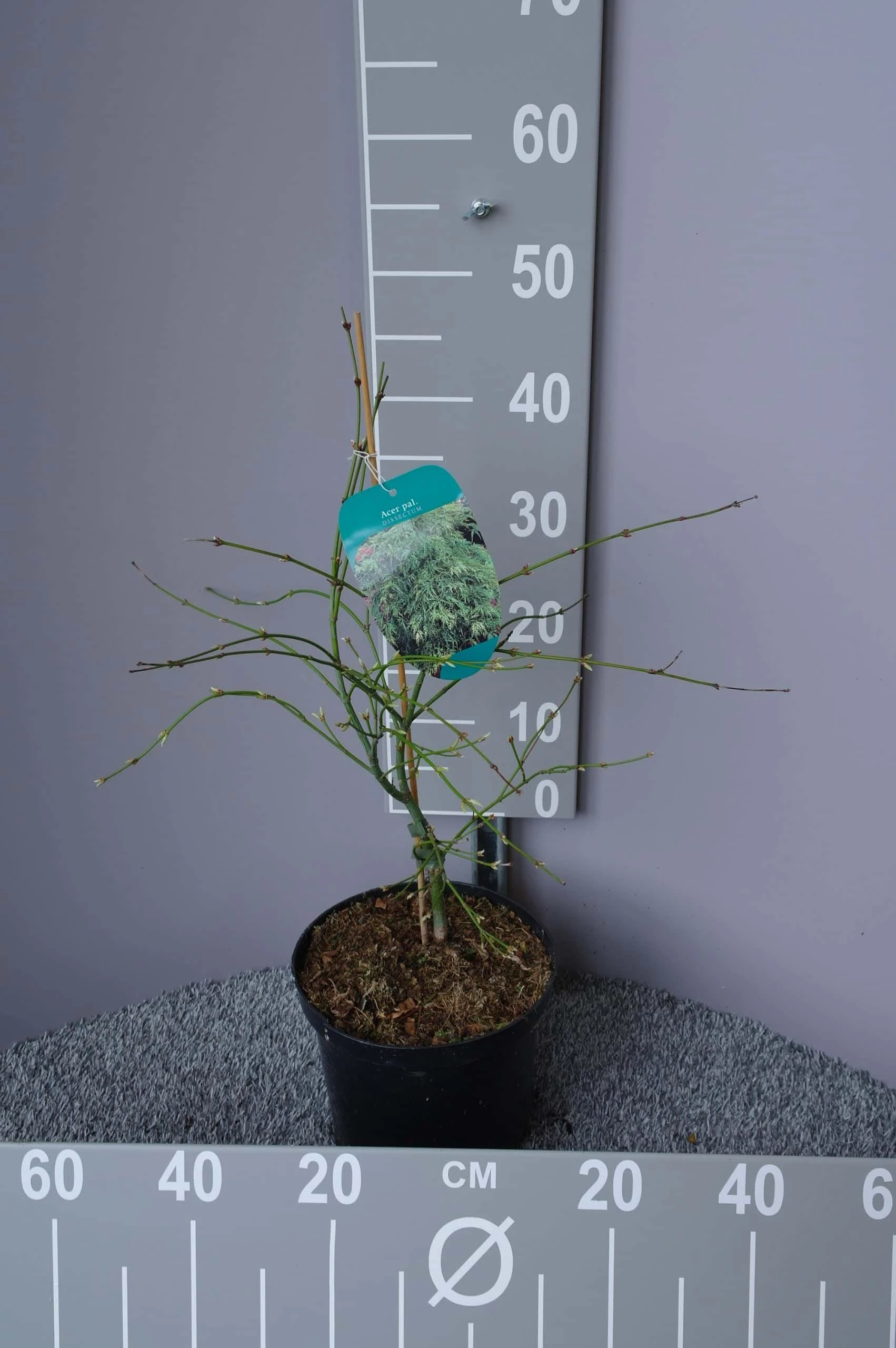 Acer Palmatum ‘Dissectum’ 3 Acer Palmatum ‘Dissectum’