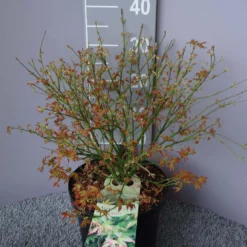 Acer Palmatum ‘Little Princess’