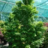 Acer Palmatum ‘Tsukasa Sillhouette’