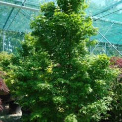 Acer Palmatum ‘Tsukasa Sillhouette’