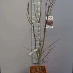 Acer Palmatum ‘Pixie’