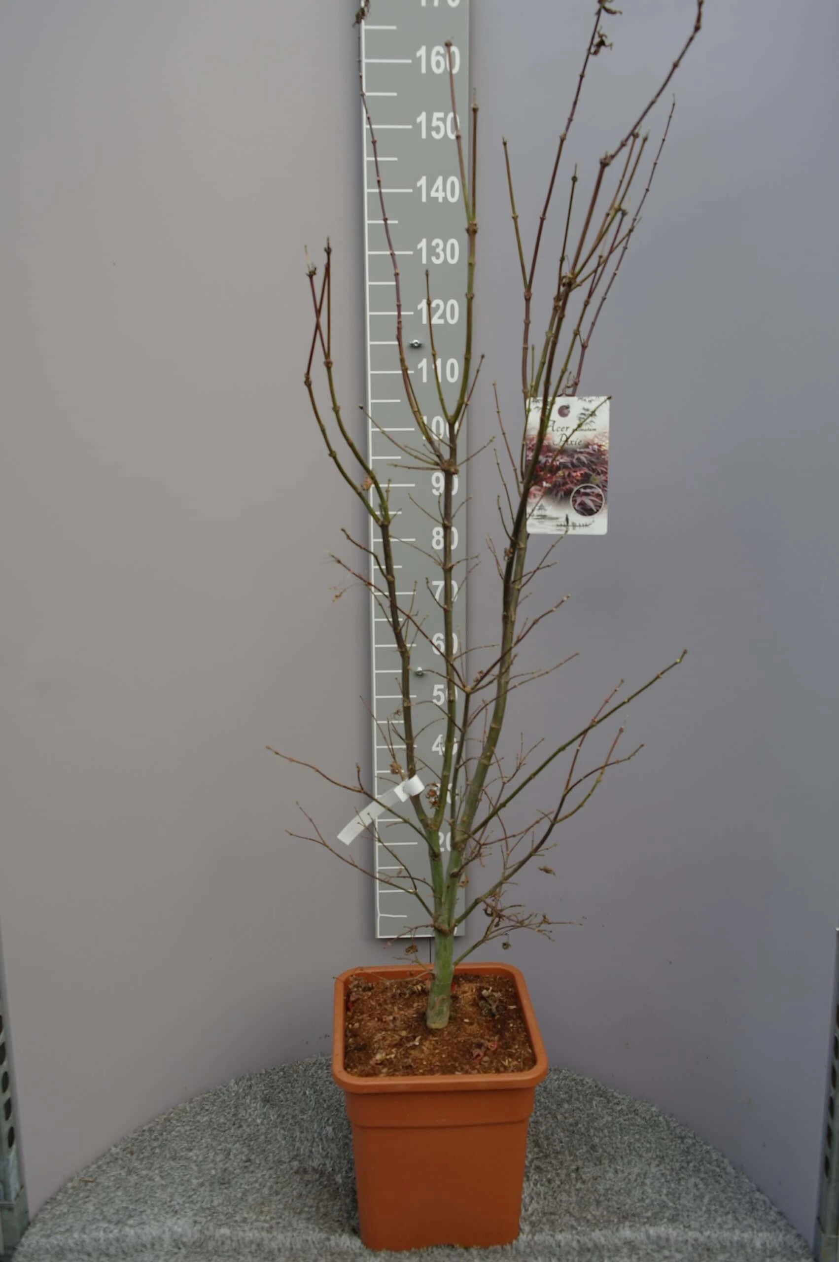 Acer Palmatum ‘Pixie’ 3 Acer Palmatum ‘Pixie’