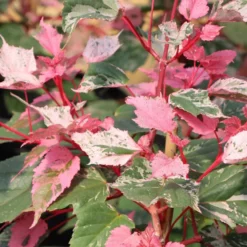 Voorkant -Huisdecoratie Winkel acer red flamingo