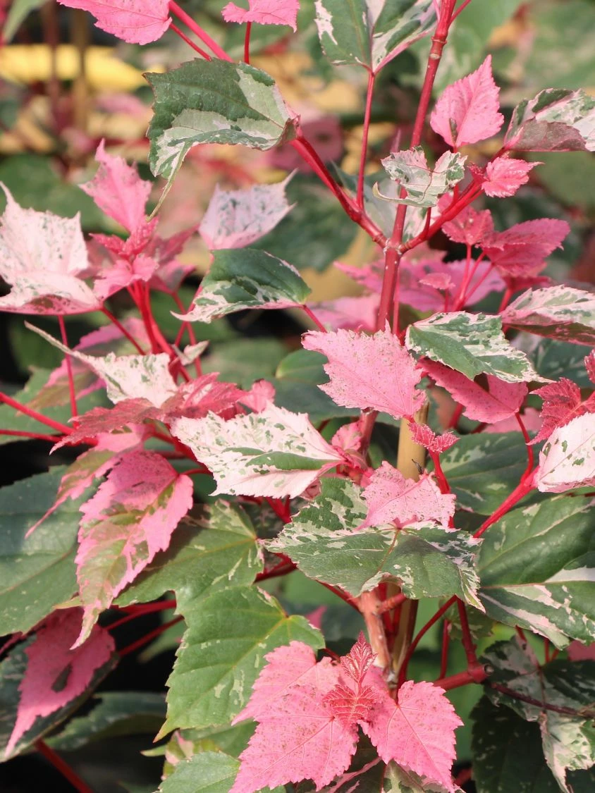 Acer Conspicuum ‘Red Flamingo’ 4 Acer Conspicuum ‘Red Flamingo’ - Afbeelding 2