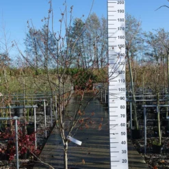 Acer Palmatum ‘Red Shitigosana’