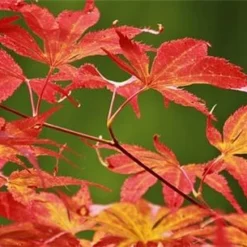 Acer Palmatum ‘Red Wine’ -Huisdecoratie Winkel acer red wine